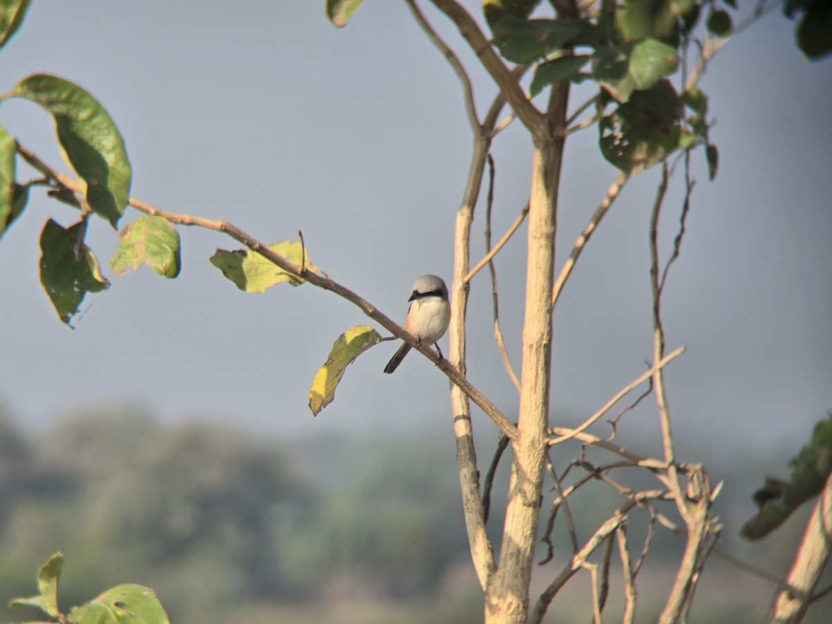 Long-tailed Shrike - ML647827165