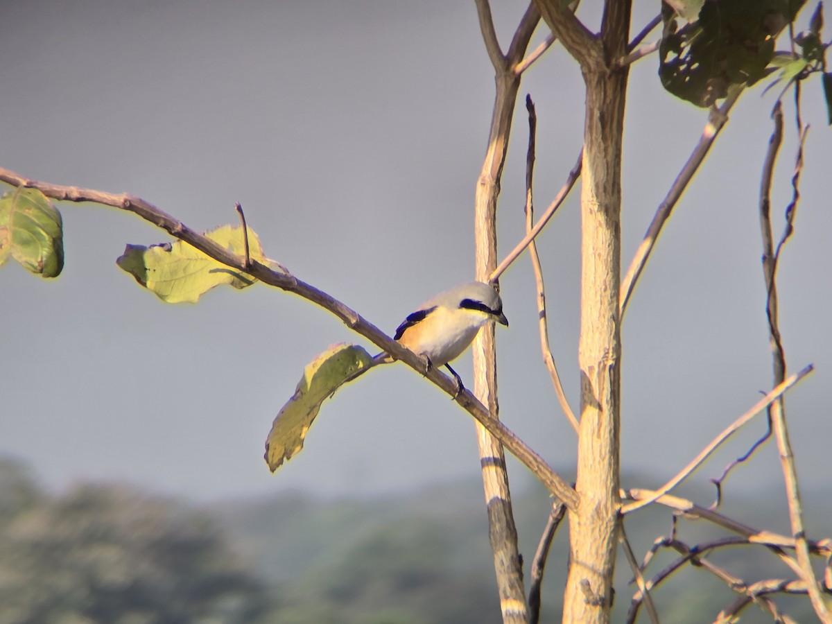 Long-tailed Shrike - ML647827166
