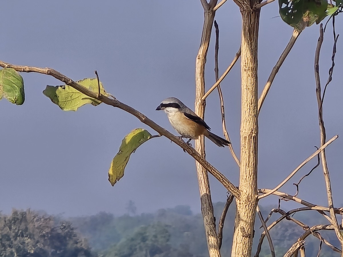 Long-tailed Shrike - ML647827167