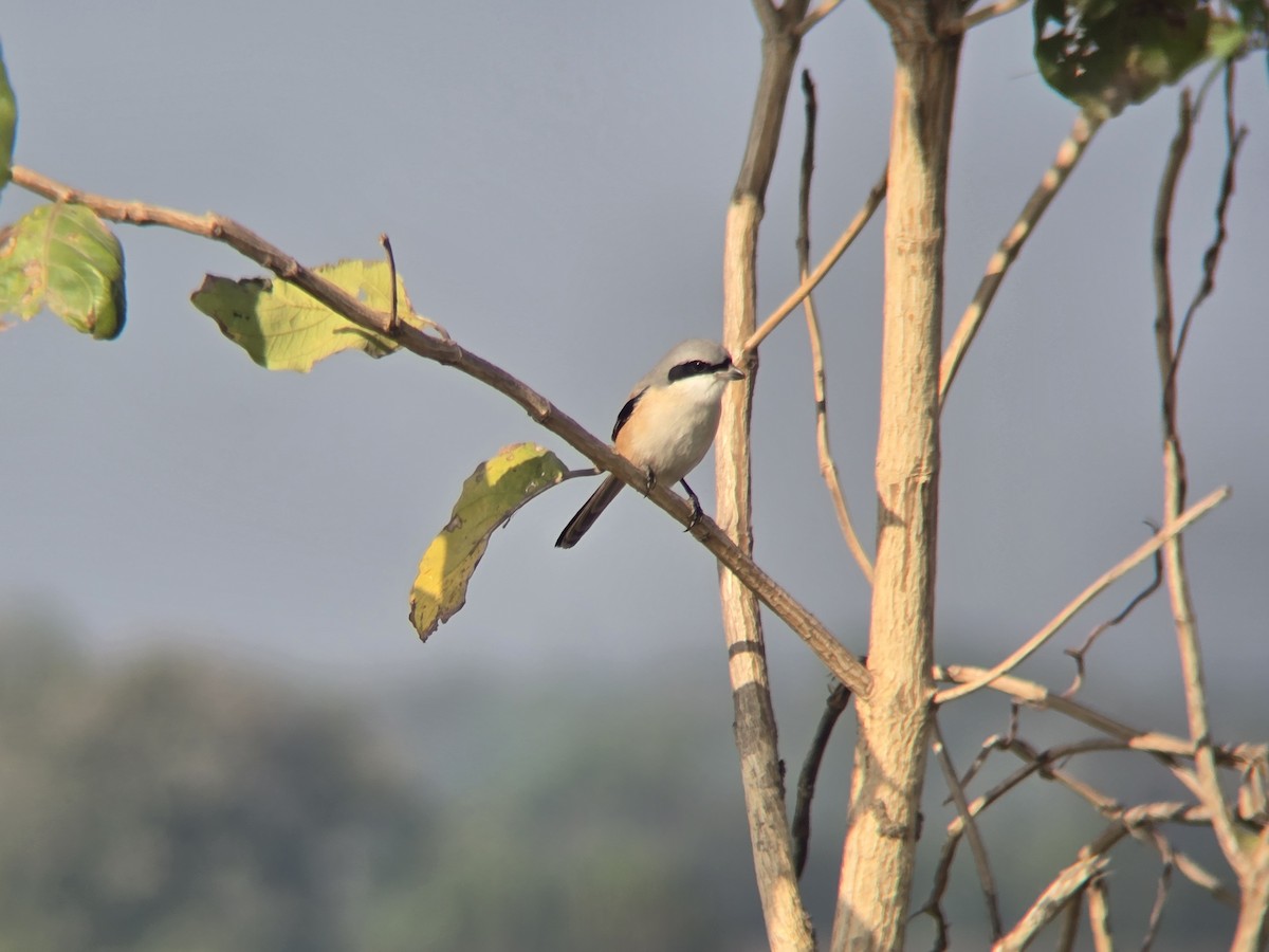 Long-tailed Shrike - ML647827168