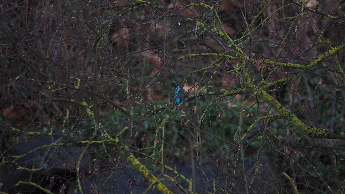 Common Kingfisher - ML647827169