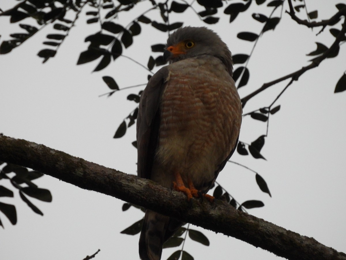 Roadside Hawk - ML647827170