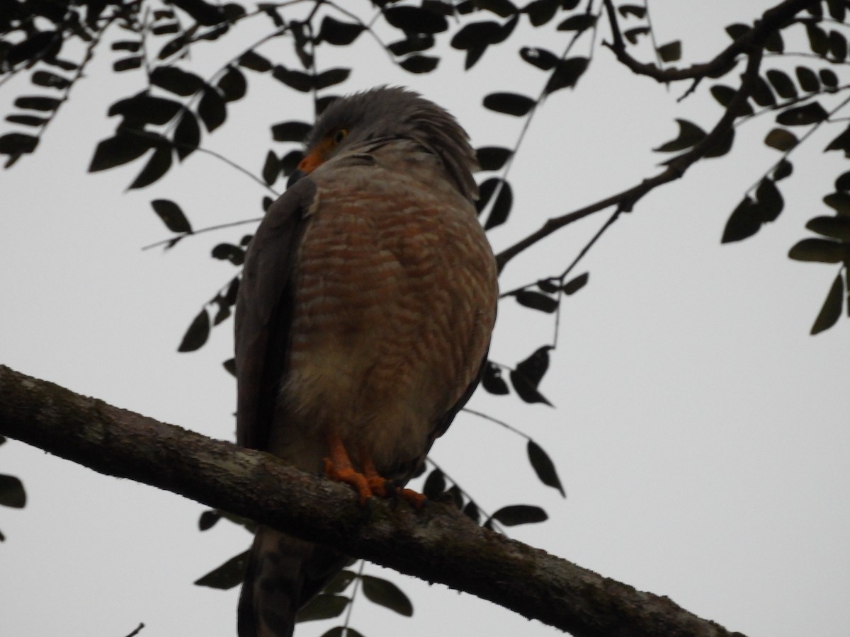 Roadside Hawk - ML647827171