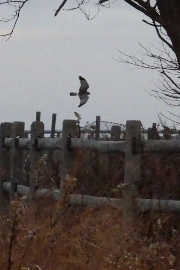 Northern Harrier - ML647827172