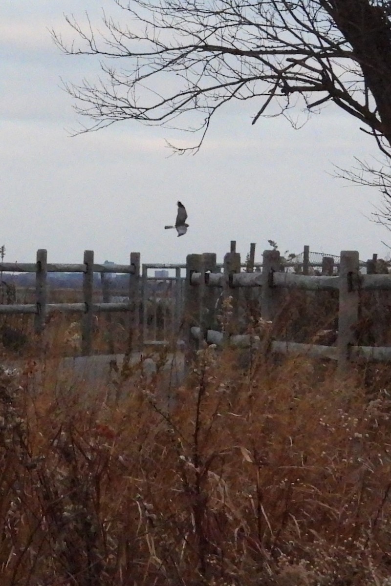 Northern Harrier - ML647827173