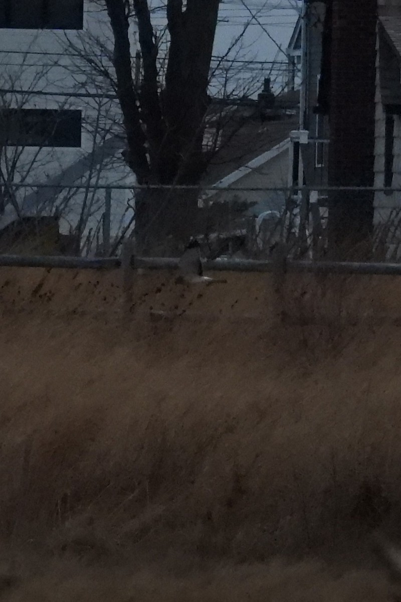 Northern Harrier - ML647827174