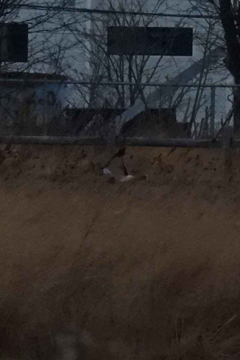 Northern Harrier - ML647827175