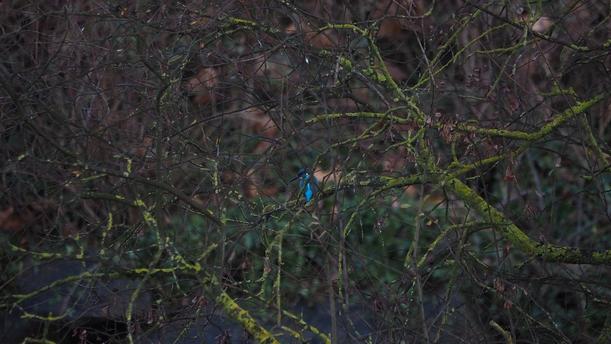 Common Kingfisher - ML647827180