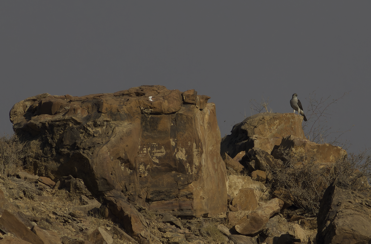 Яструб великий - ML647827190