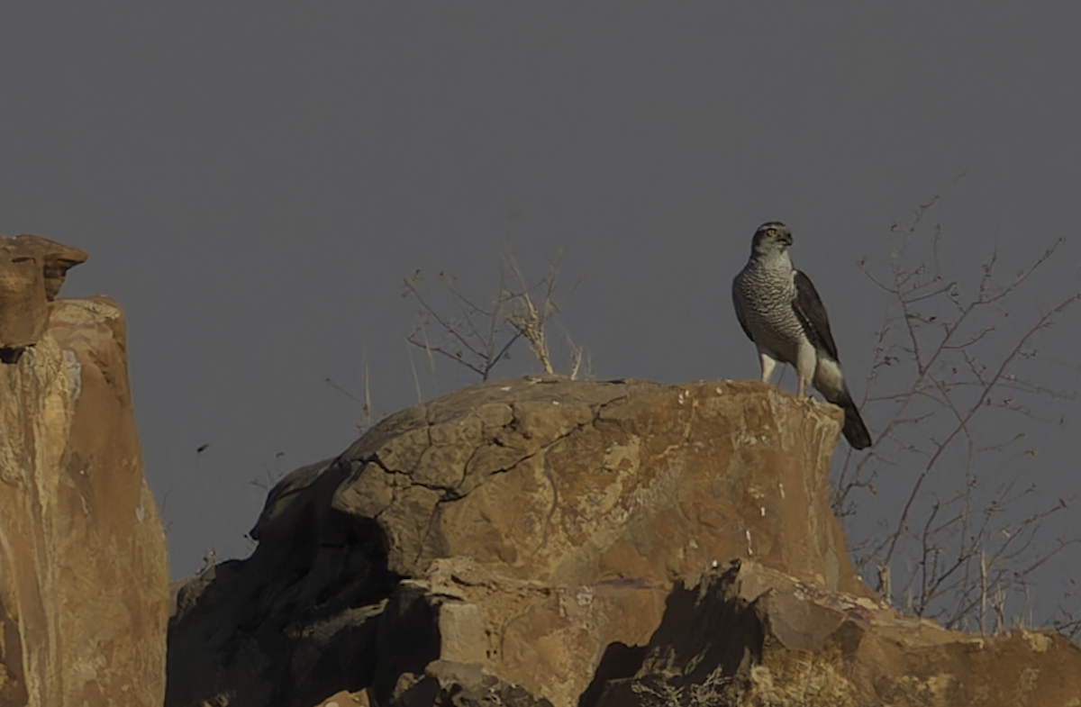 Яструб великий - ML647827196