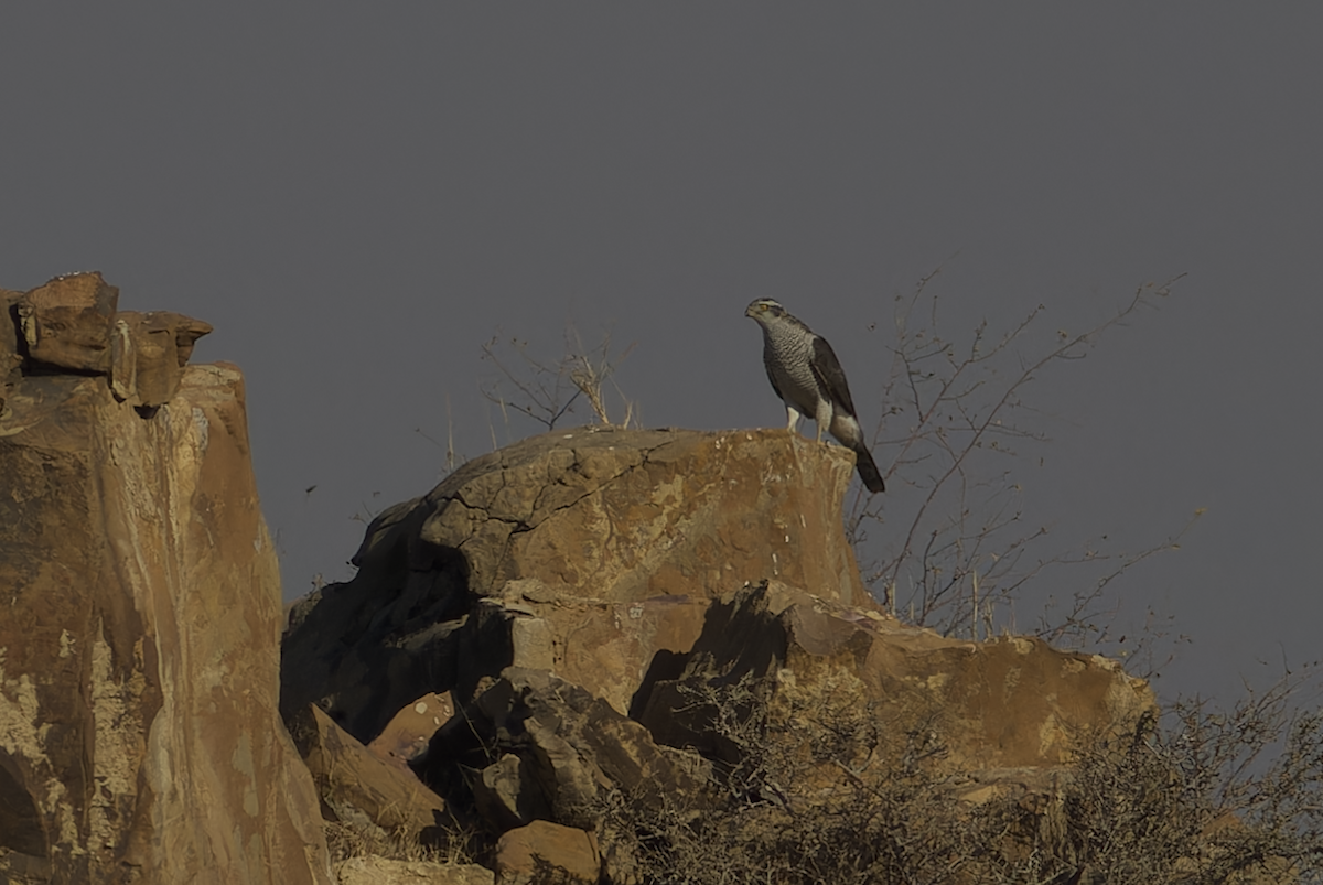 Яструб великий - ML647827197