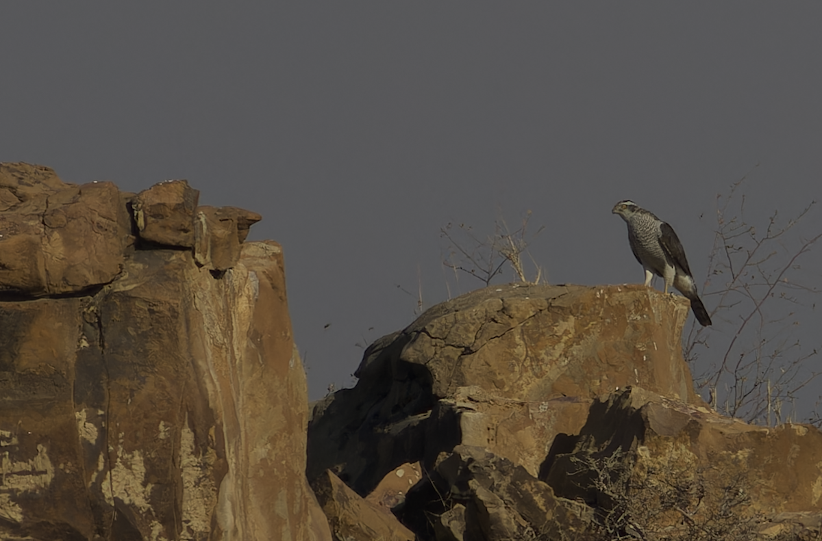 Яструб великий - ML647827198