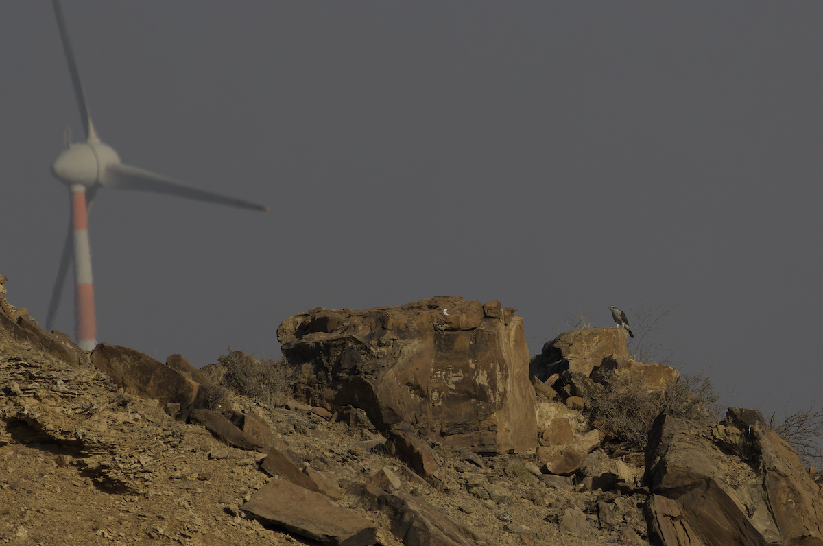 Яструб великий - ML647827199