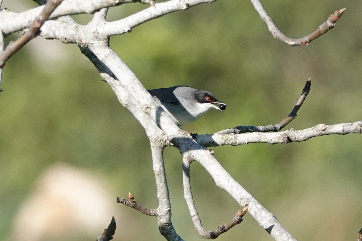 Txinbo burubeltza - ML647827222