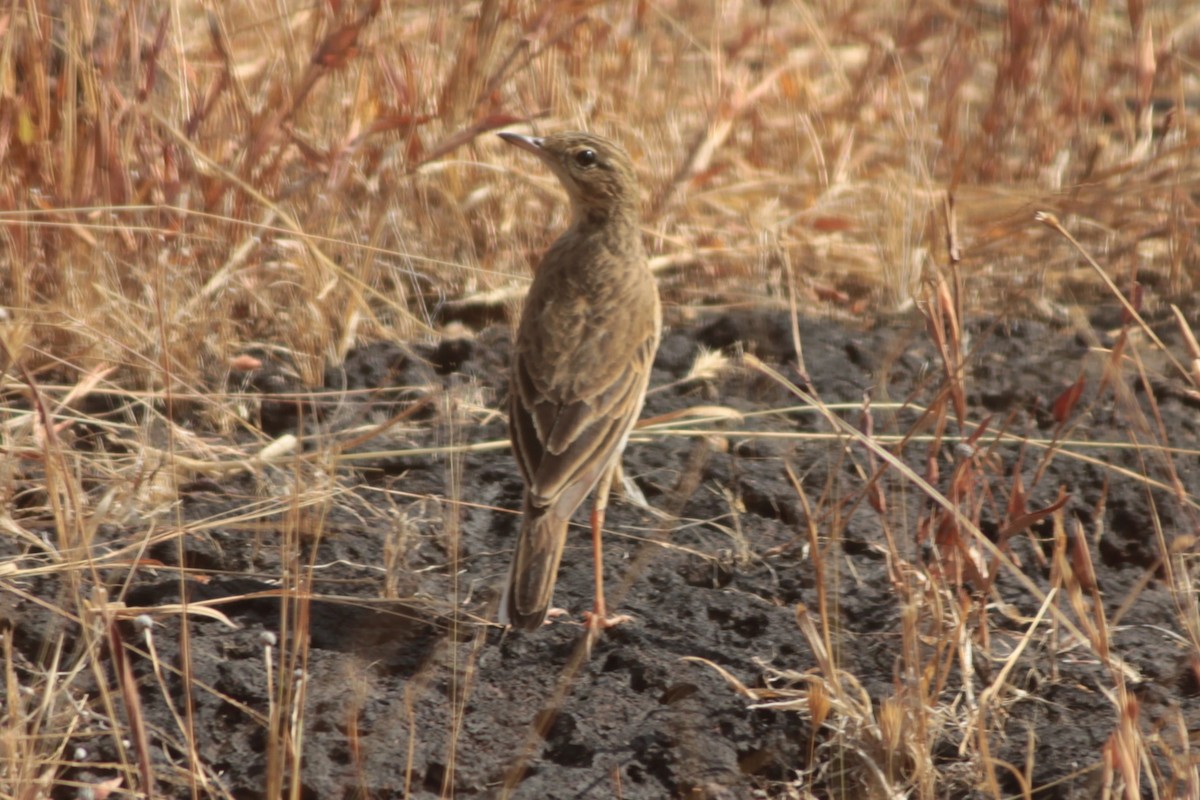 Степной конёк - ML647827224