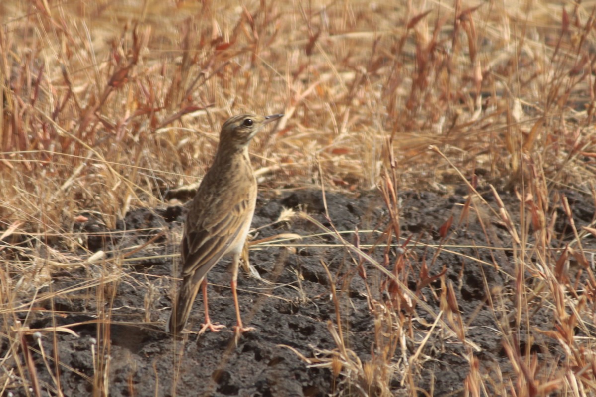 Степной конёк - ML647827225