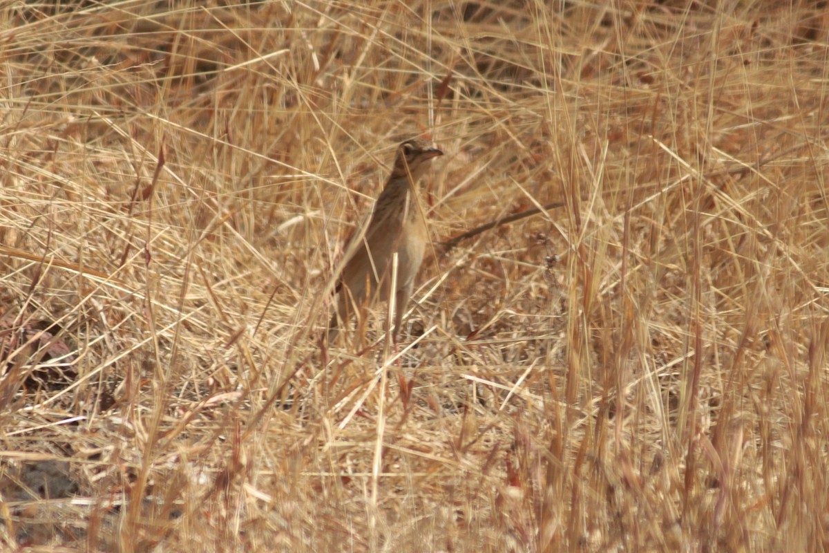 Степной конёк - ML647827226