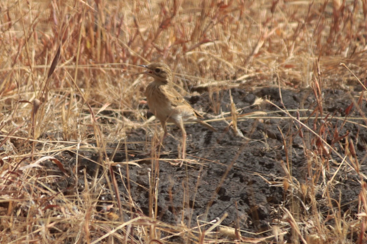 Степной конёк - ML647827227