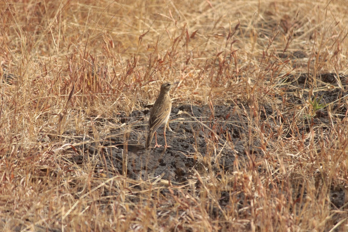 Степной конёк - ML647827228