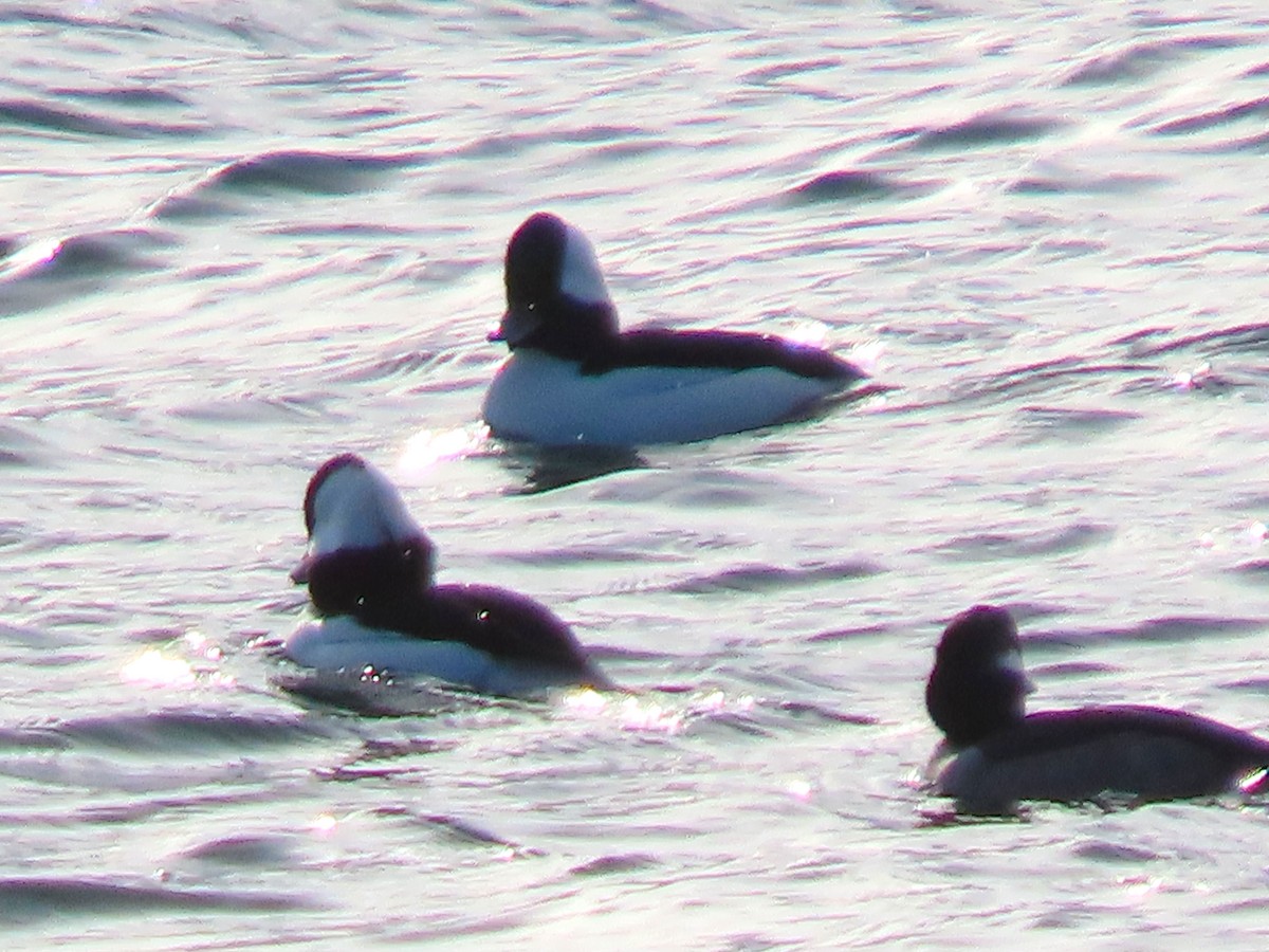 Гоголь-головастик - ML647827234