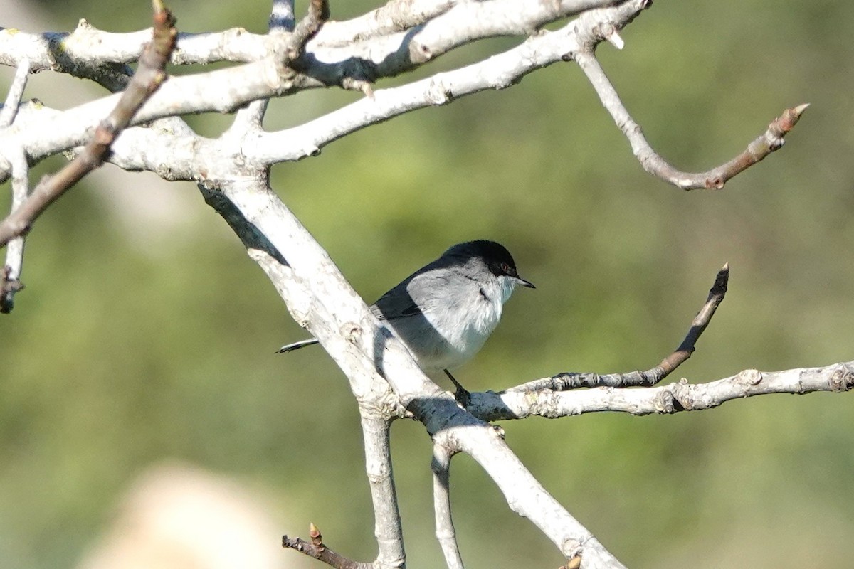 Txinbo burubeltza - ML647827235