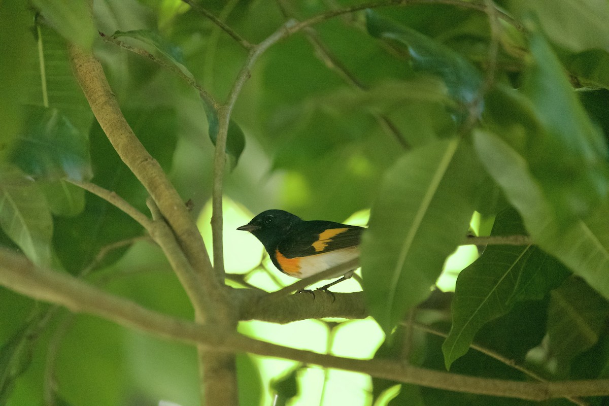 סבכון חכלילי - ML647827237