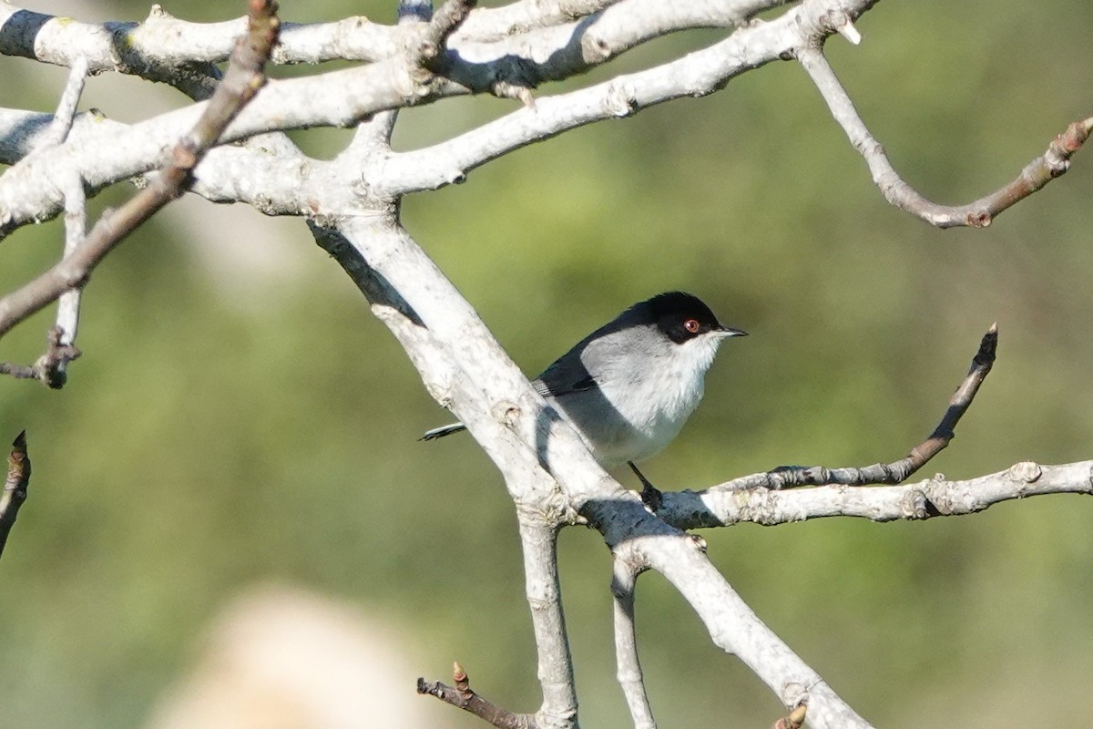 Txinbo burubeltza - ML647827239