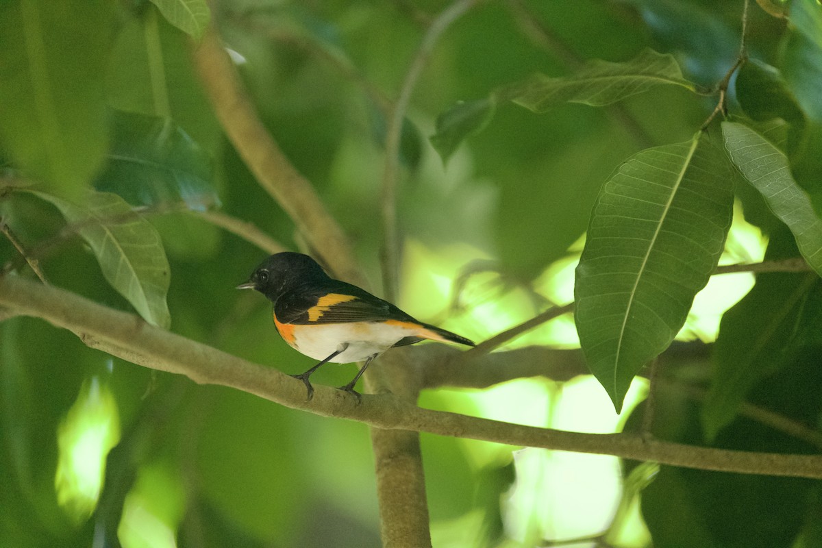 סבכון חכלילי - ML647827240