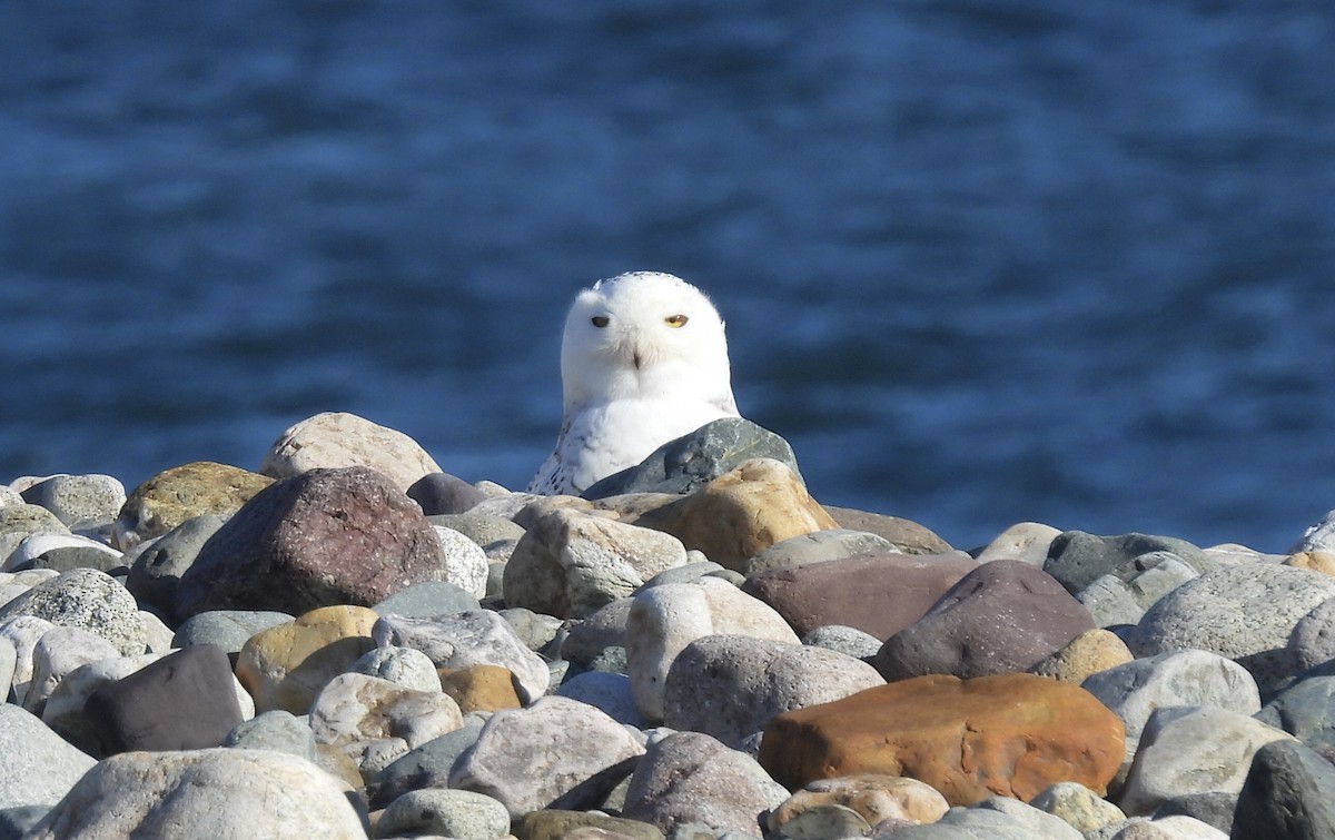 Snowy Owl - ML647827241