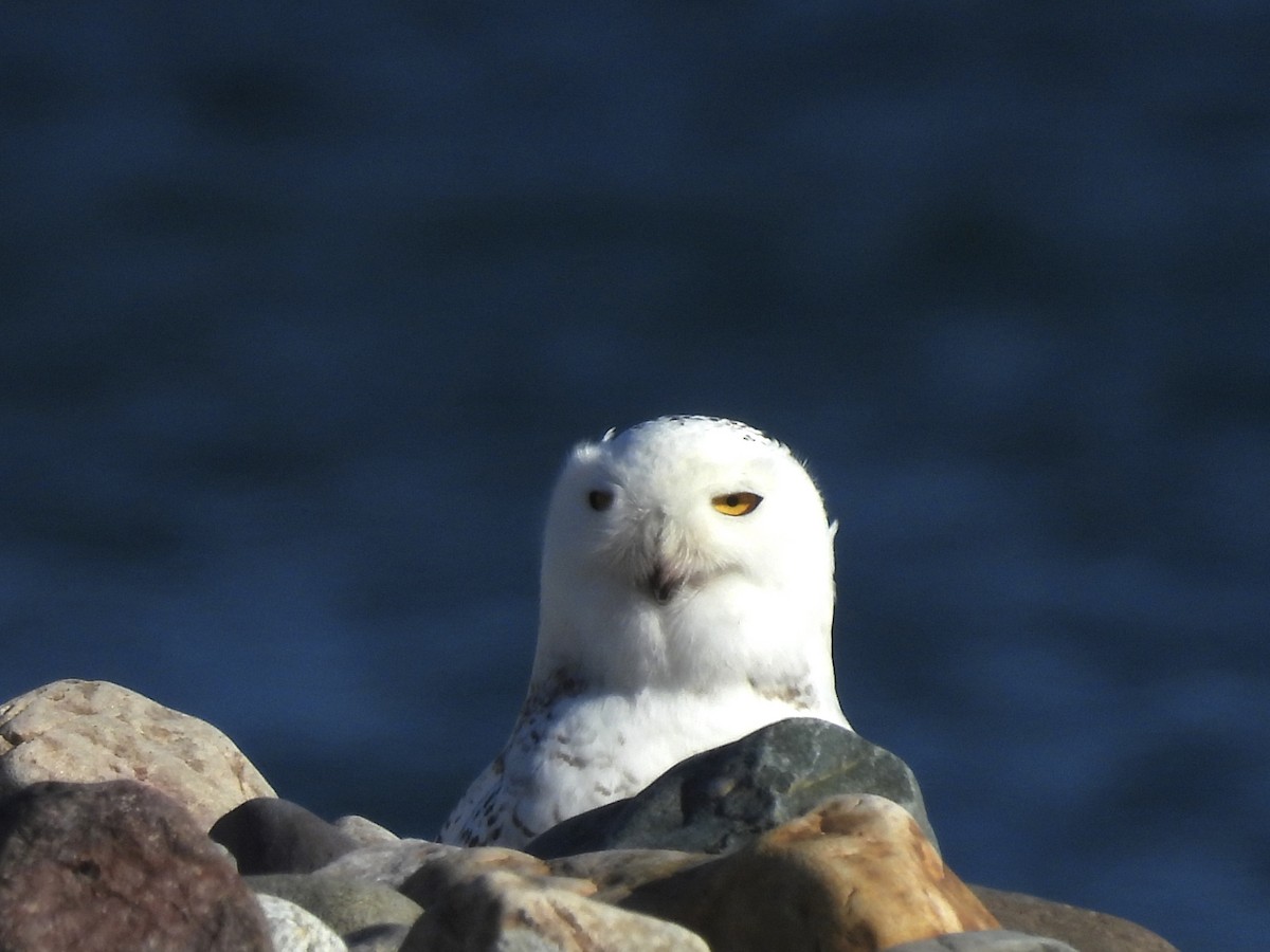 Snowy Owl - ML647827242