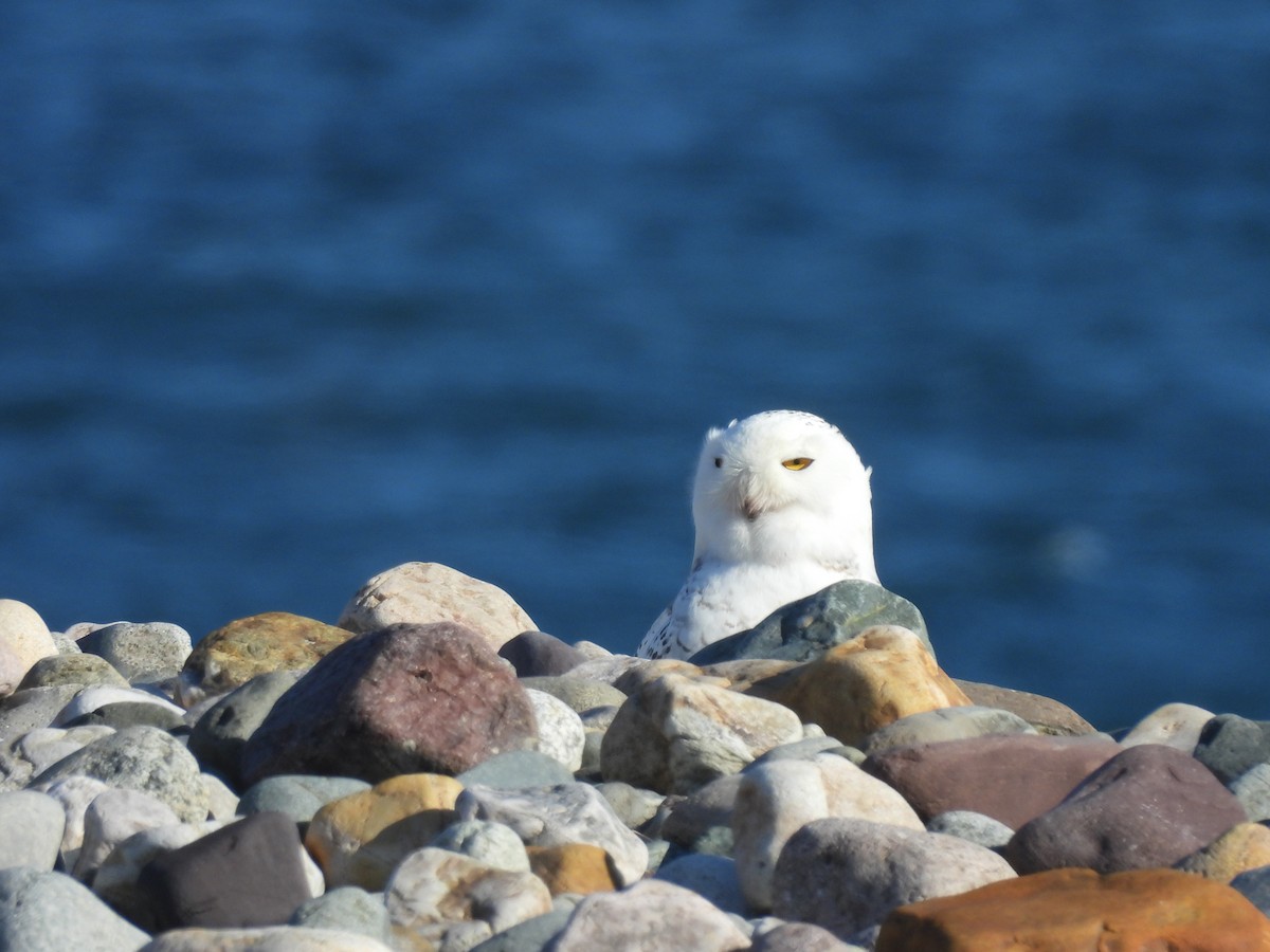 Snowy Owl - ML647827245