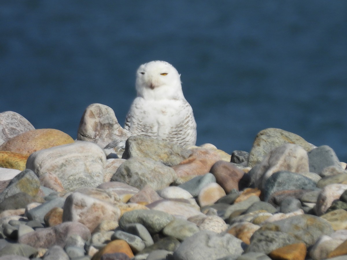 Snowy Owl - ML647827246