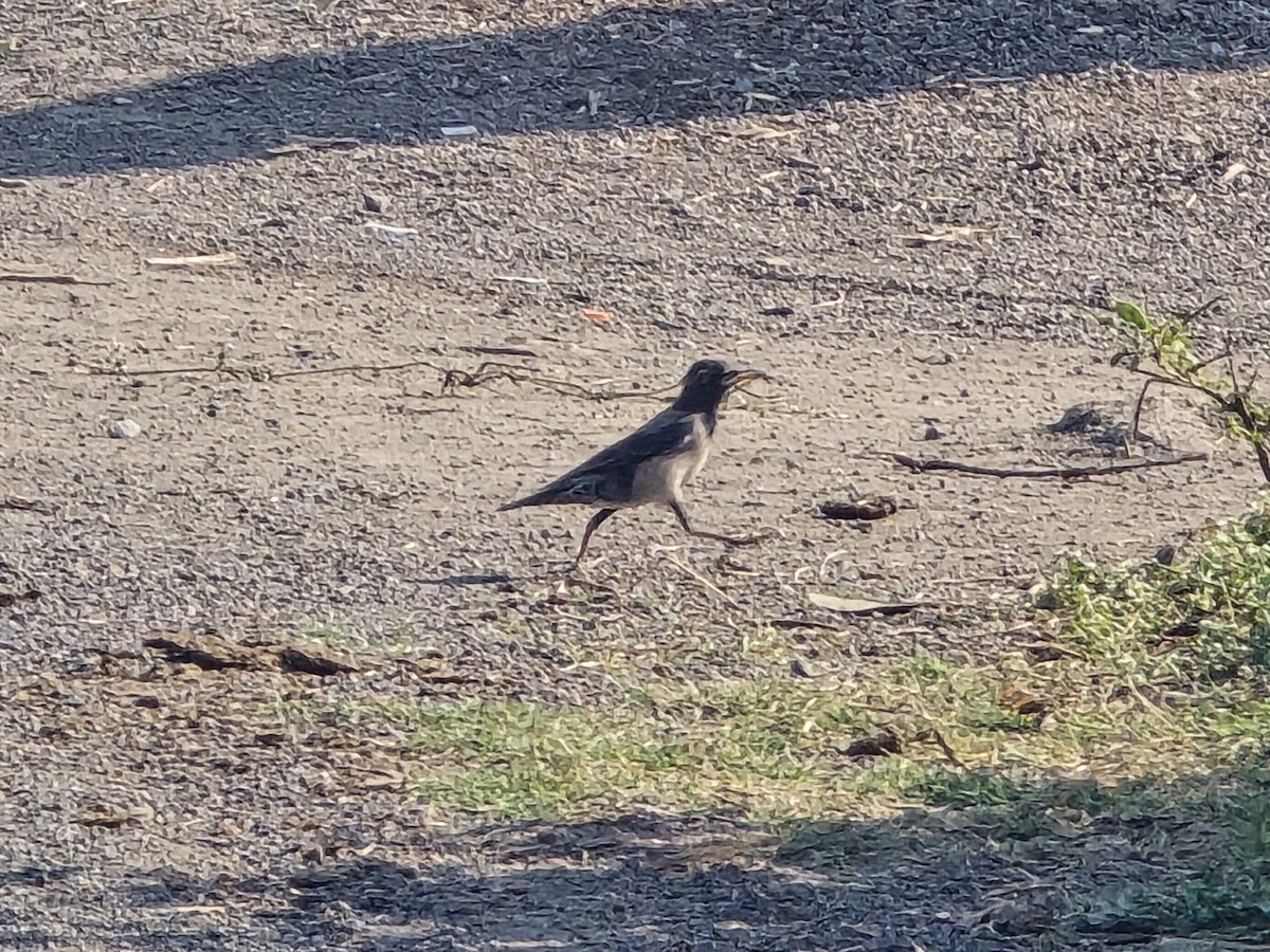 Rosy Starling - ML647827269