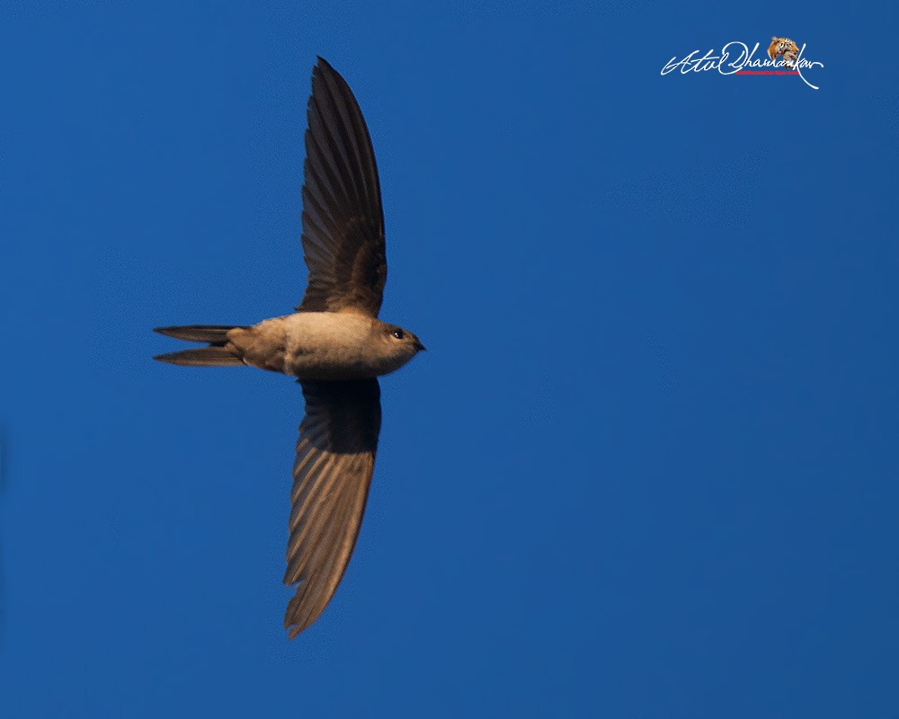 Bengalensegler - ML647827272