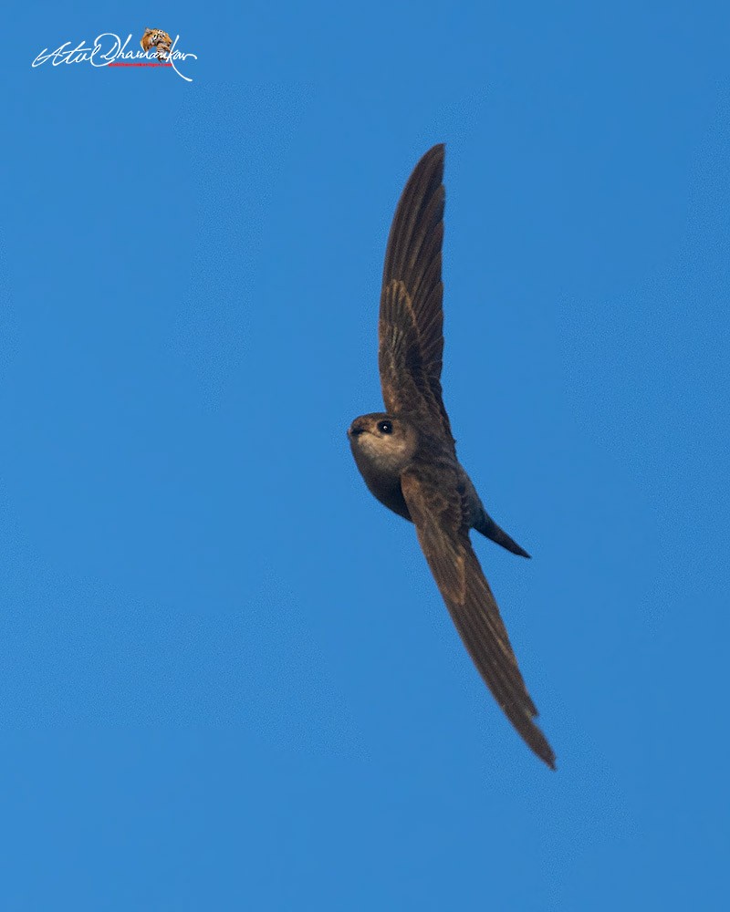 Bengalensegler - ML647827273