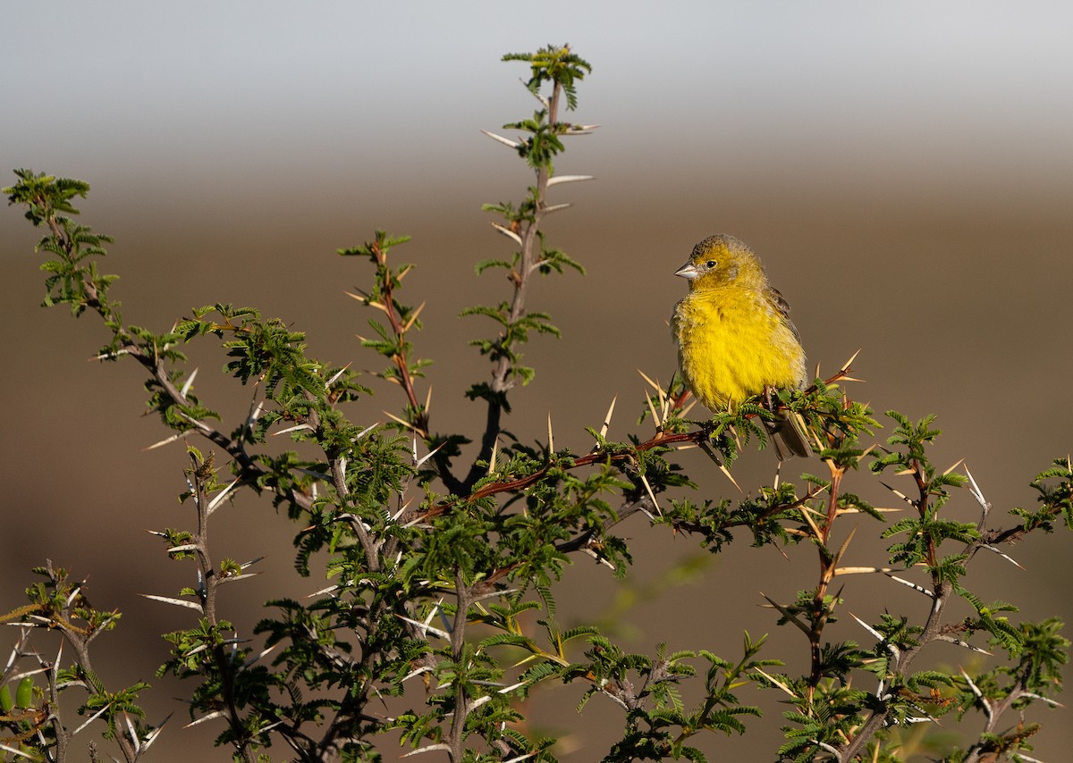 Sicale olivâtre - ML647827277