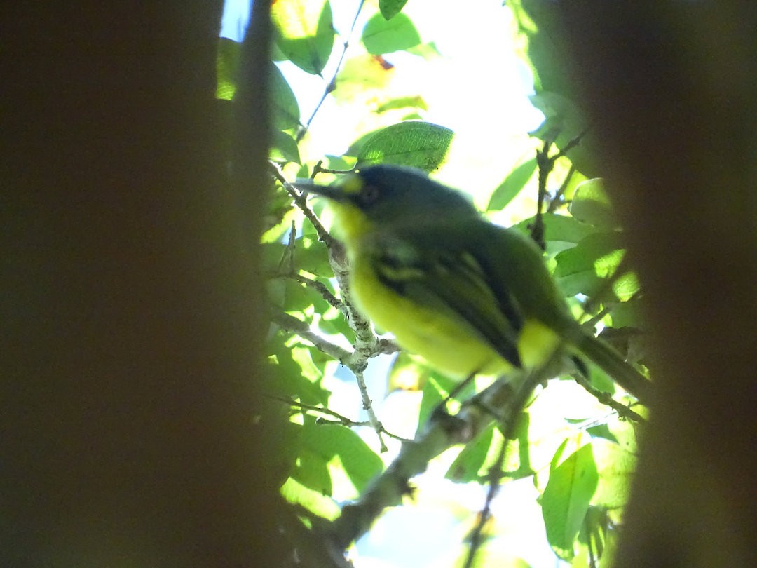 Gray-headed Tody-Flycatcher - ML647827306