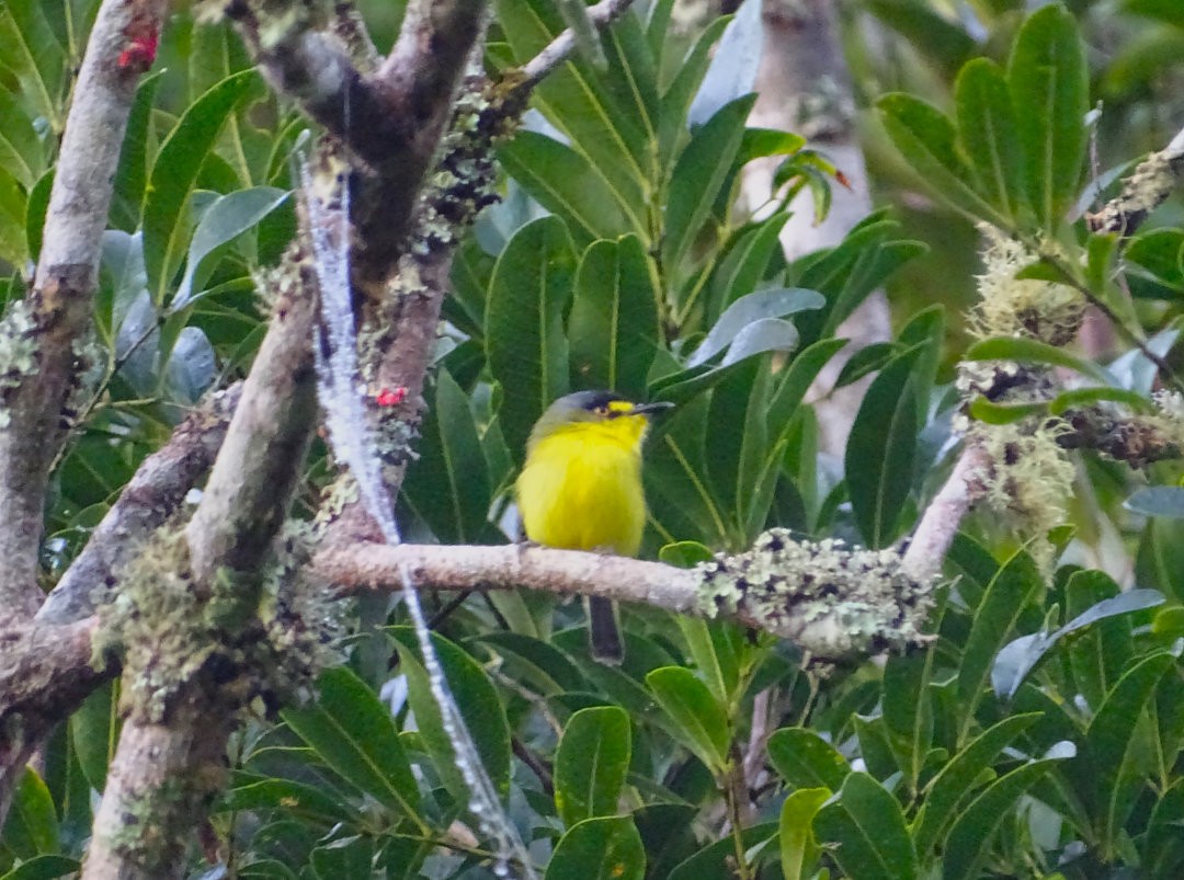 Gray-headed Tody-Flycatcher - ML647827307