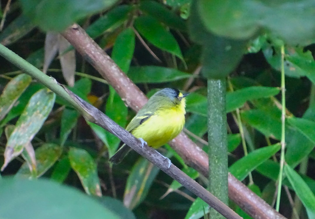 Gray-headed Tody-Flycatcher - ML647827308