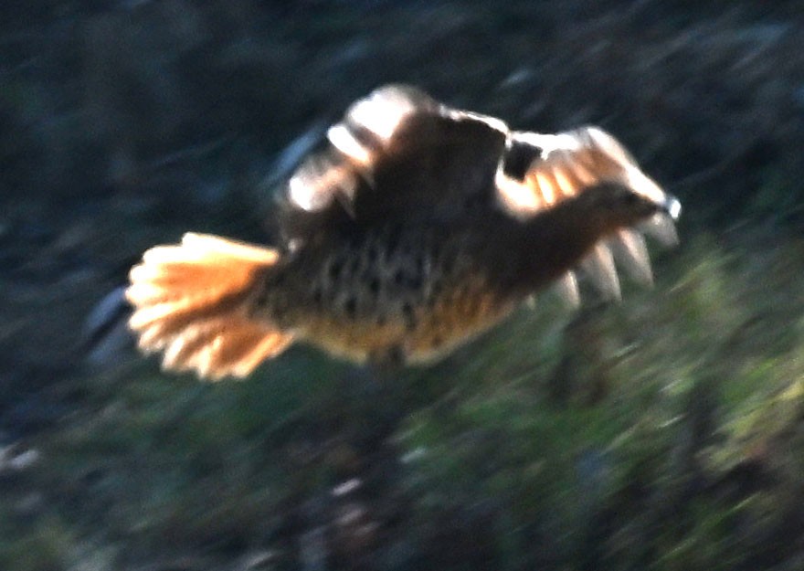 Mountain Bamboo-Partridge - ML647827334