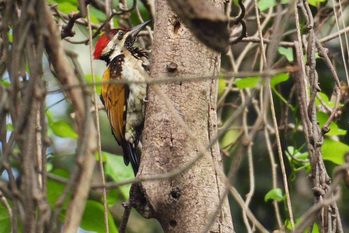 Black-rumped Flameback - ML647827335