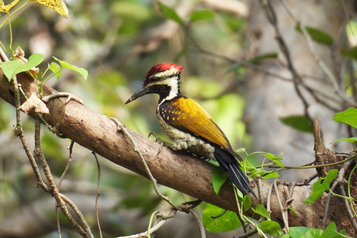 Black-rumped Flameback - ML647827338