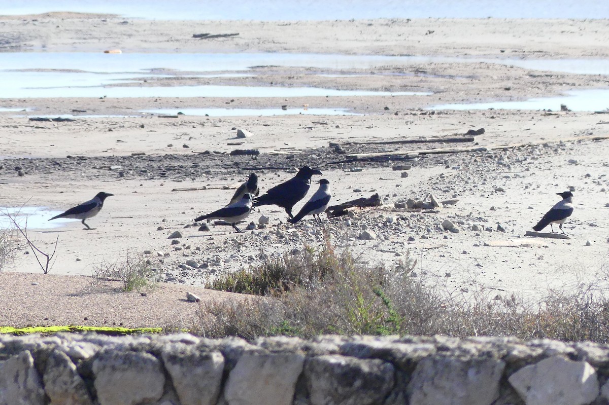 Kolkrabe - ML647827343