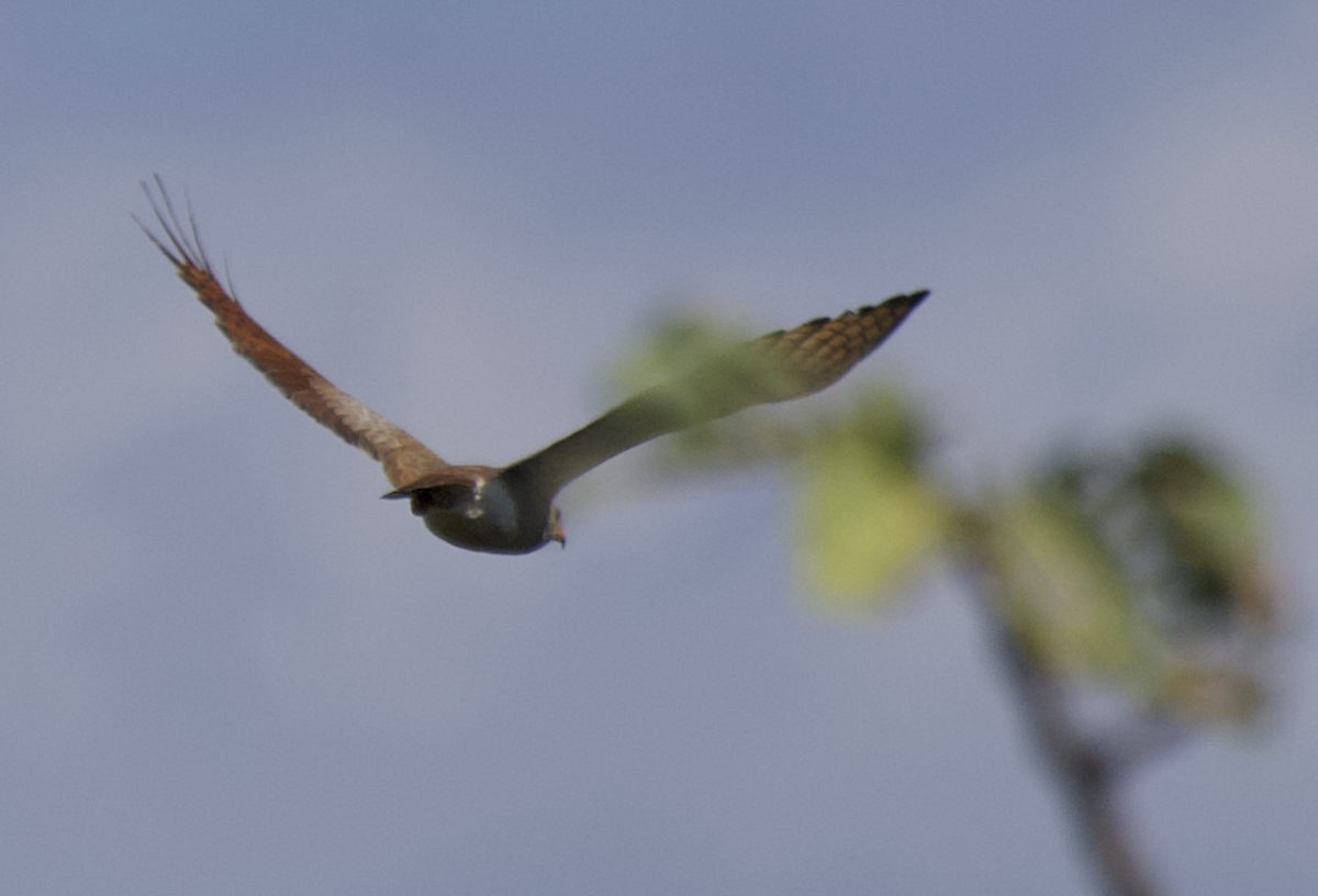 Rufous-winged Buzzard - ML647827351