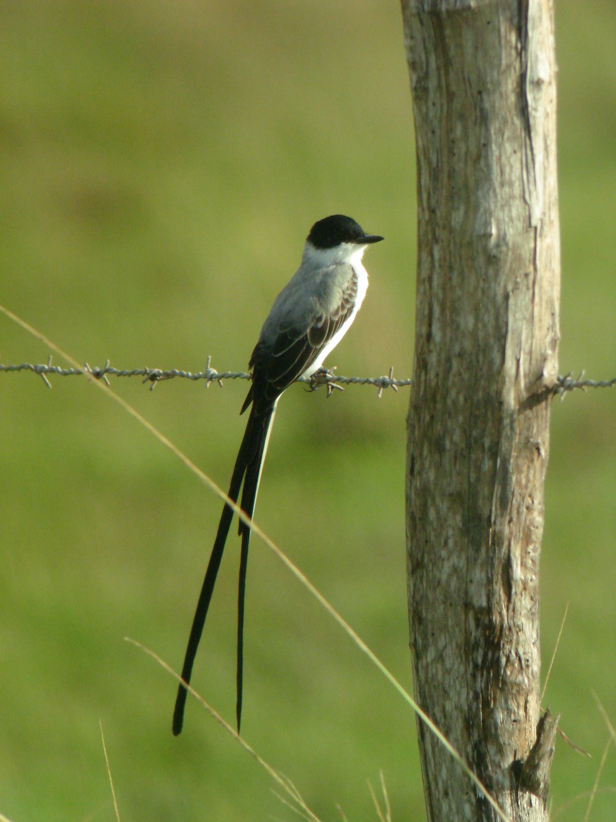 Fork-tailed Flycatcher - ML647827371