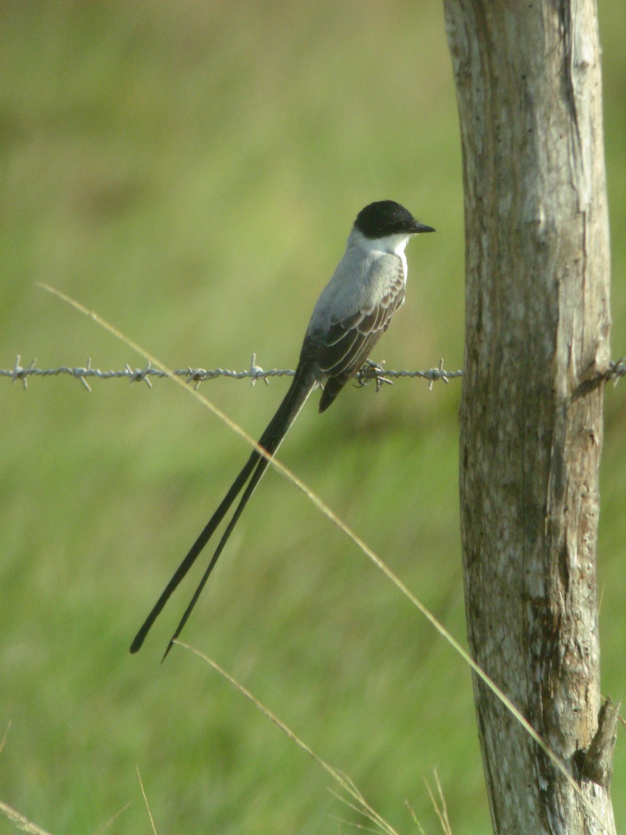 Fork-tailed Flycatcher - ML647827372