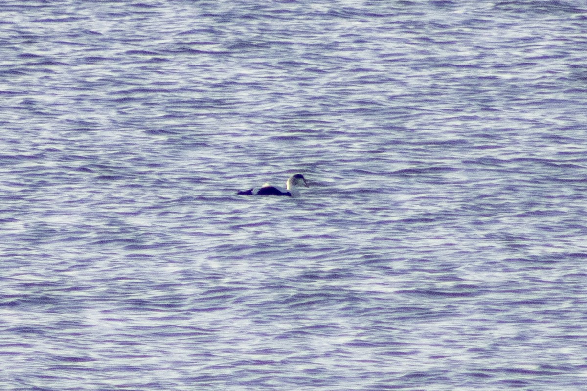 Common Eider - ML647827374