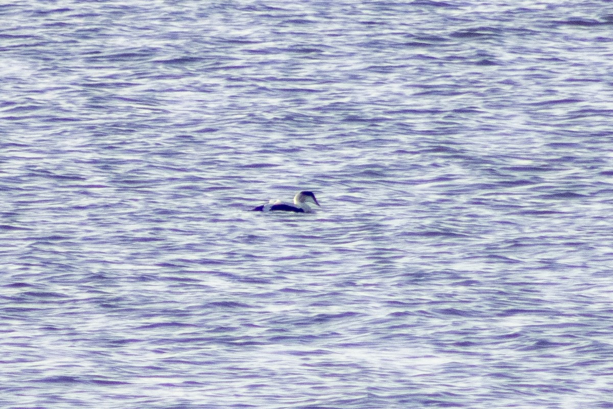 Common Eider - ML647827375