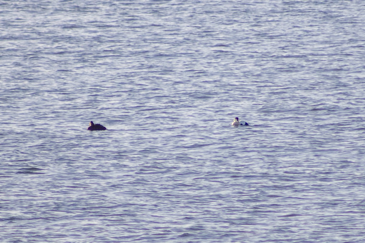 Common Eider - ML647827376