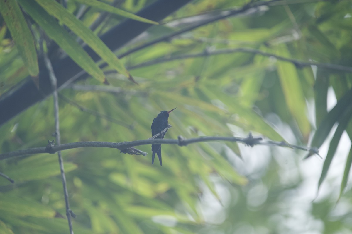 Cozumel Emerald - ML647827377